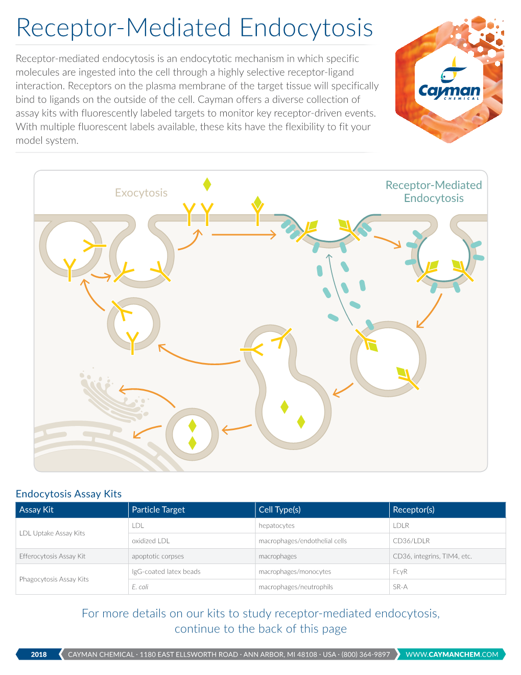 Receptor-Mediated Endocytosis