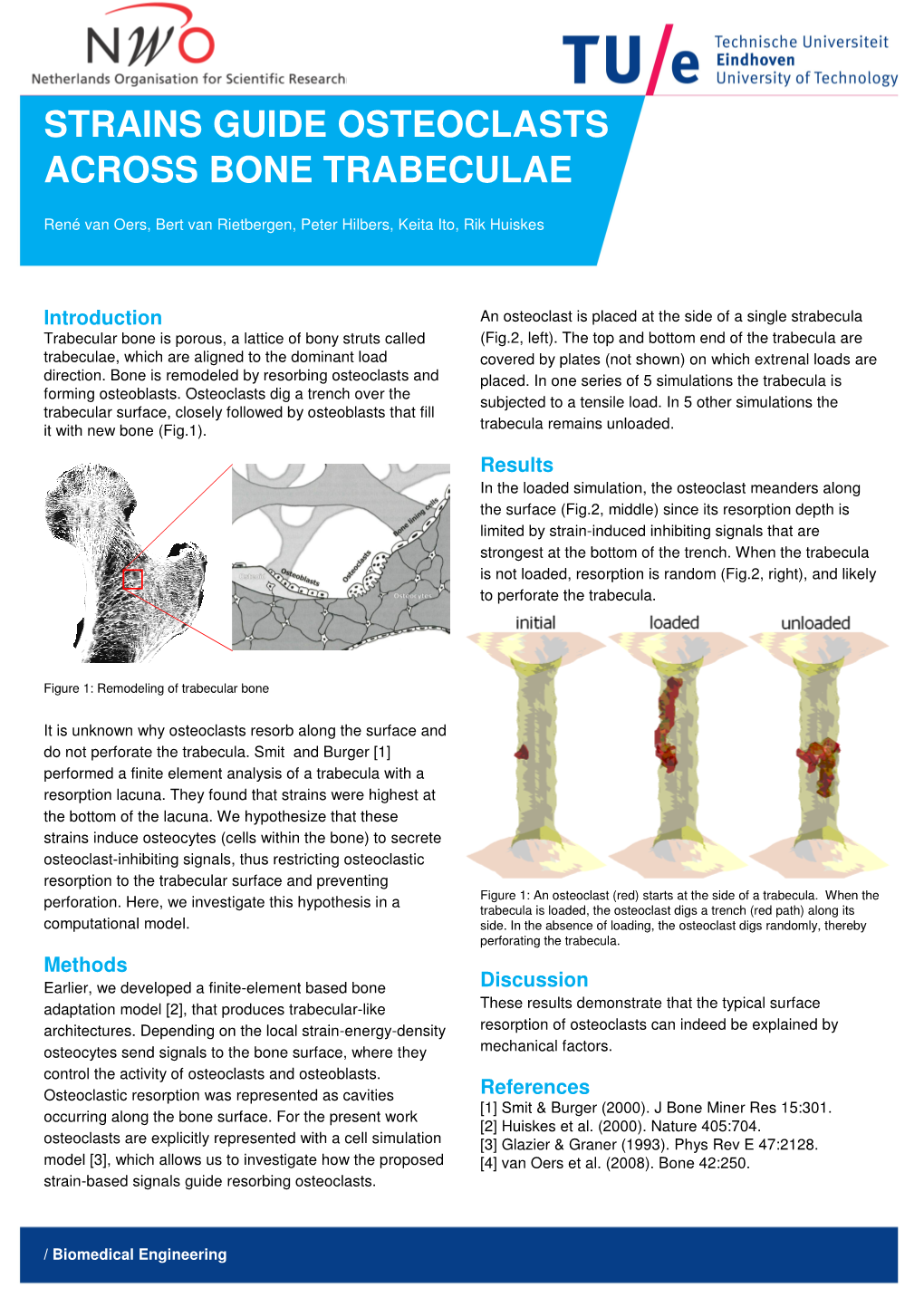 Strains Guide Osteoclasts Across Bone Trabeculae