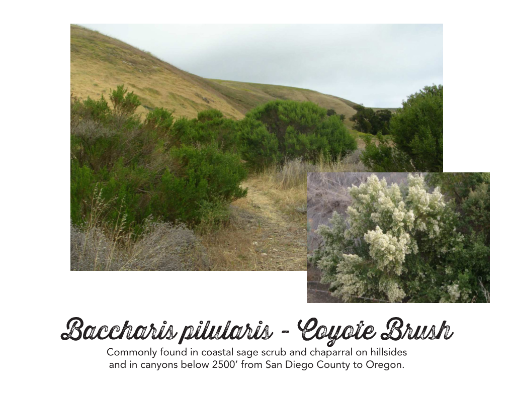 Baccharis Pilularis - Coyote Brush Commonly Found in Coastal Sage Scrub and Chaparral on Hillsides and in Canyons Below 2500’ from San Diego County to Oregon