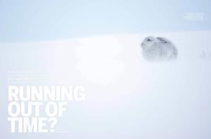 A Mountain Hare's Winter Coat Is Vital for Survival, but It Needs to Time Its