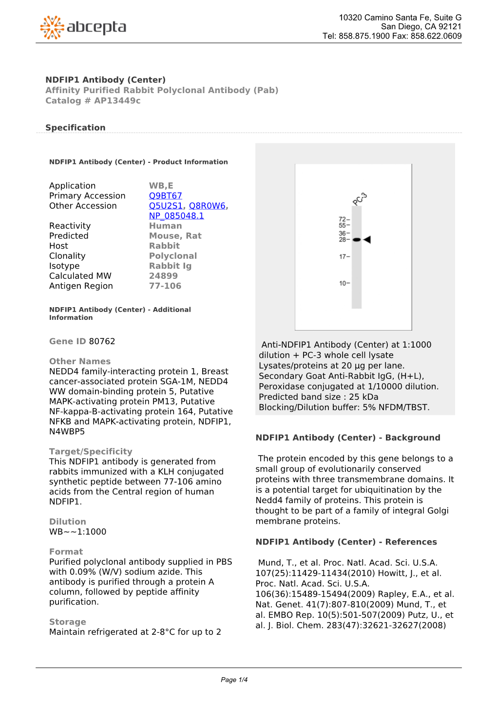 NDFIP1 Antibody (Center) Affinity Purified Rabbit Polyclonal Antibody (Pab) Catalog # Ap13449c