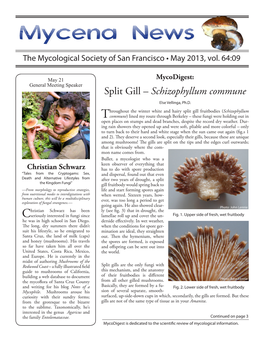 Split Gill – Schizophyllum Commune Else Vellinga, Ph.D