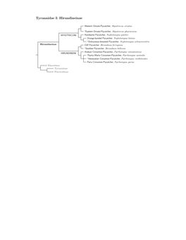 Tyrannidae Species Tree