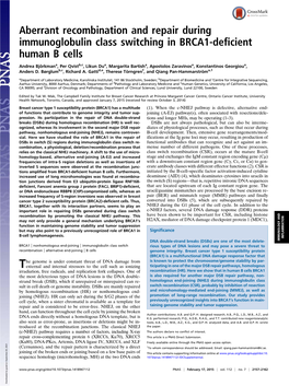 Aberrant Recombination and Repair During Immunoglobulin Class Switching in BRCA1-Deficient Human B Cells