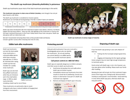 The Death Cap Mushroom (Amanita Phalloides) Is Poisonous