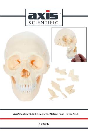 Axis Scientific 22-Part Osteopathic Natural Bone Human Skull A-105940