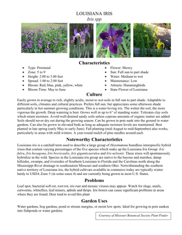 LOUISIANA IRIS Iris Spp Characteristics Culture Noteworthy
