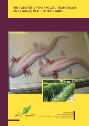 Risk Analysis of the Axolotl ( ) in the Netherlands