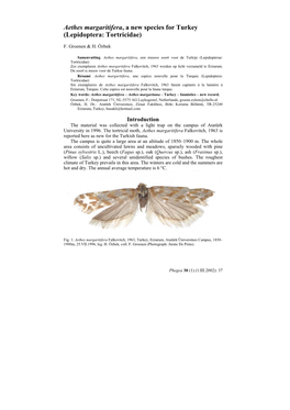 Aethes Margaritifera, a New Species for Turkey (Lepidoptera: Tortricidae)