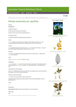 Ehretia Acuminata Var. Pyrifolia Click on Images to Enlarge