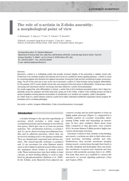 The Role of Α-Actinin in Z-Disks Assembly: a Morphological Point of View