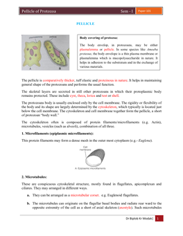 Pellicle of Protozoa Sem - I