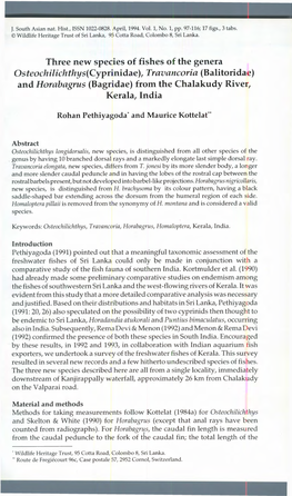 Three New Species of Fishes of the Genera Osteochilichthys(Cyprinidae), Travancoria (Balitoridae) and Horabagrus (Bagridae) from the Chalakudy River, Kerala, India