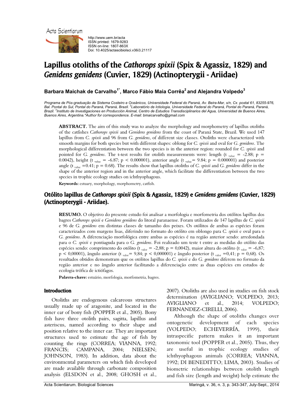 Lapillus Otoliths of the Cathorops Spixii (Spix & Agassiz, 1829)