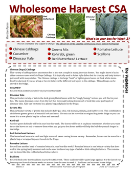 The Vegetables the Chinese (Napa) Cabbage This Variety of Cabbage Is Not Uncommon but Is Also Not a Staple in Many American Homes