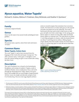 Nyssa Aquatica, Water Tupelo1 Michael G
