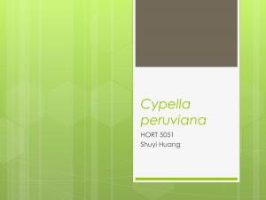 Cypella Peruviana HORT 5051 Shuyi Huang Taxonomy