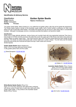 Golden Spider Beetle Class Insecta Niptus Hololeucus Order Coleoptera Family Ptinidae