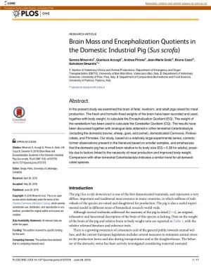 Brain Mass and Encephalization Quotients in the Domestic Industrial Pig (Sus Scrofa)