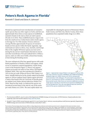 Peters's Rock Agama in Florida1