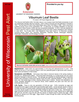 Viburnum Leaf Beetle PJ Liesch, UW Insect Diagnostic Lab