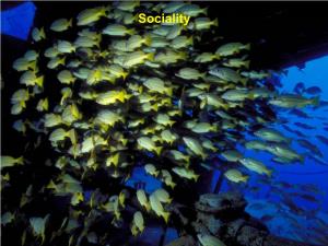 Sociality Costs and Benefits of Social Groups