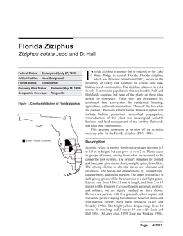 Florida Ziziphus Ziziphus Celata Judd and D