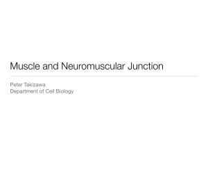 Muscle and Neuromuscular Junction