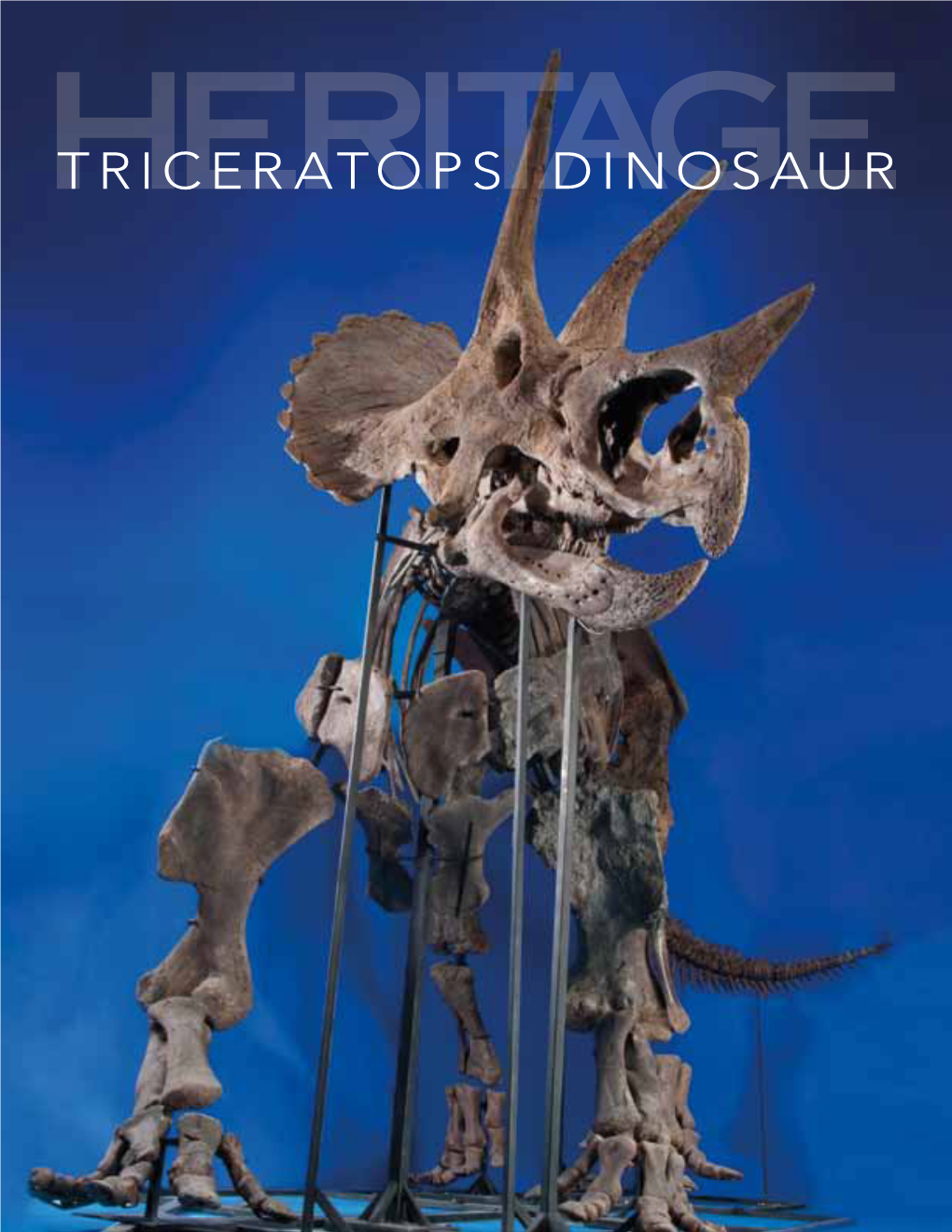 Triceratops Dinosaur