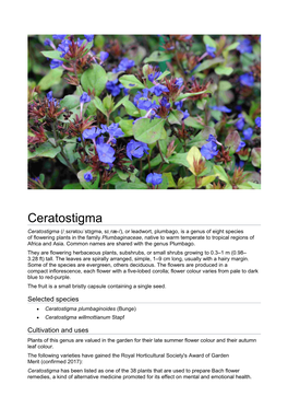 Ceratostigma