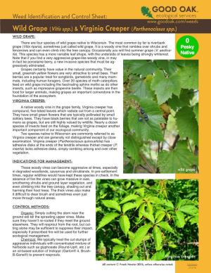 Wild Grape (Vitis Spp.) & Virginia Creeper (Parthenocissus Spp.) WILD GRAPE