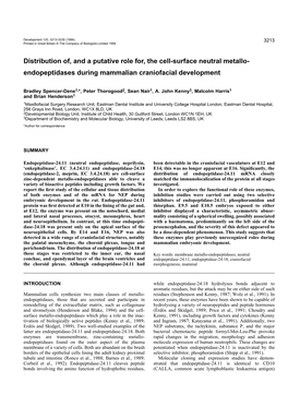 Endopeptidases During Mammalian Craniofacial Development