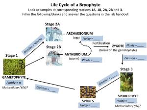 Life Cycle of a Bryophyte Look at Samples at Corresponding Stations 1A, 1B, 2A, 2B and 3