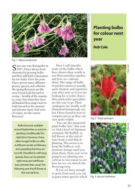 Planting Bulbs for Colour Next Year Rob Cole
