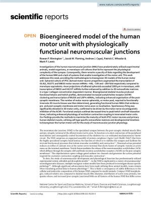 Bioengineered Model of the Human Motor Unit with Physiologically Functional Neuromuscular Junctions Rowan P