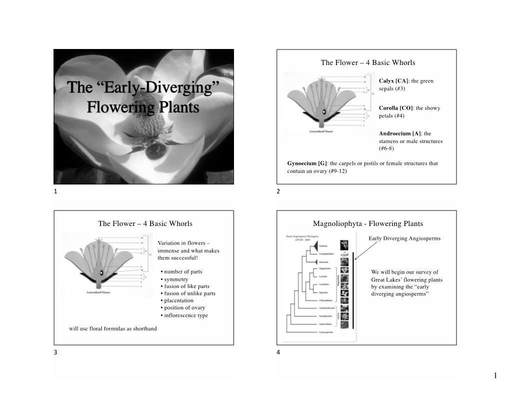 The “Early-Diverging” Flowering Plants