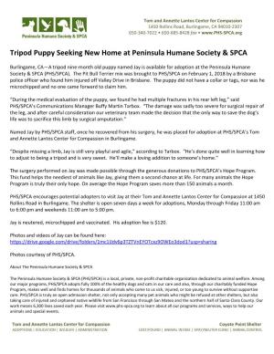 Tripod Puppy Seeking New Home at Peninsula Humane Society & SPCA