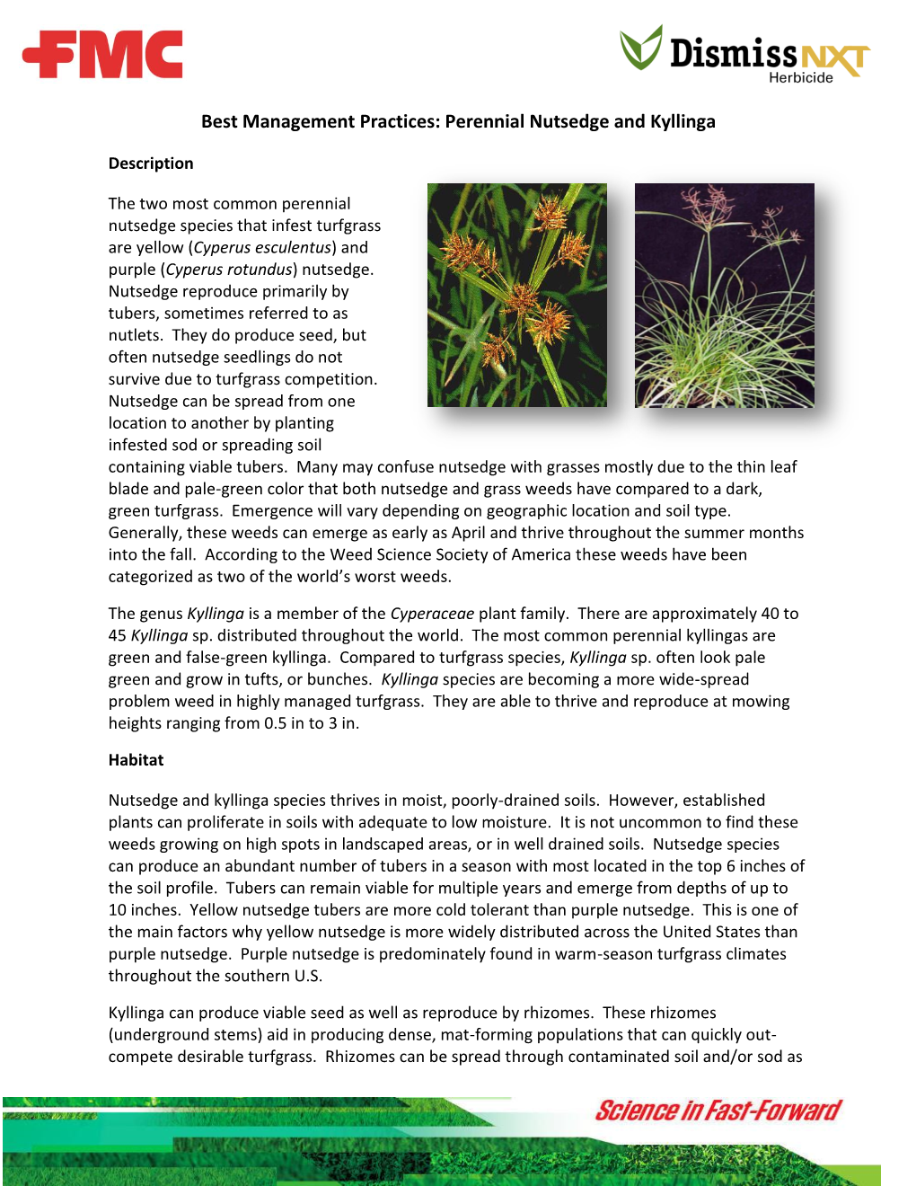 Best Management Practices: Perennial Nutsedge and Kyllinga