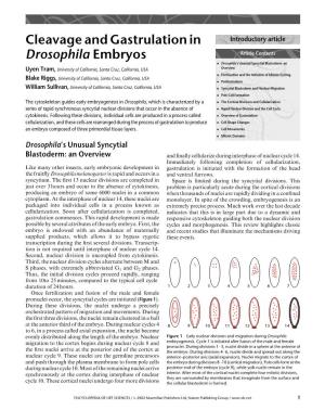 Cleavage and Gastrulation in Drosophila Embryos