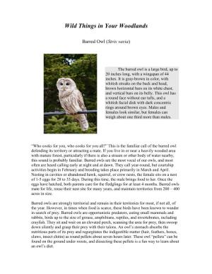 Barred Owl (Strix Varia)