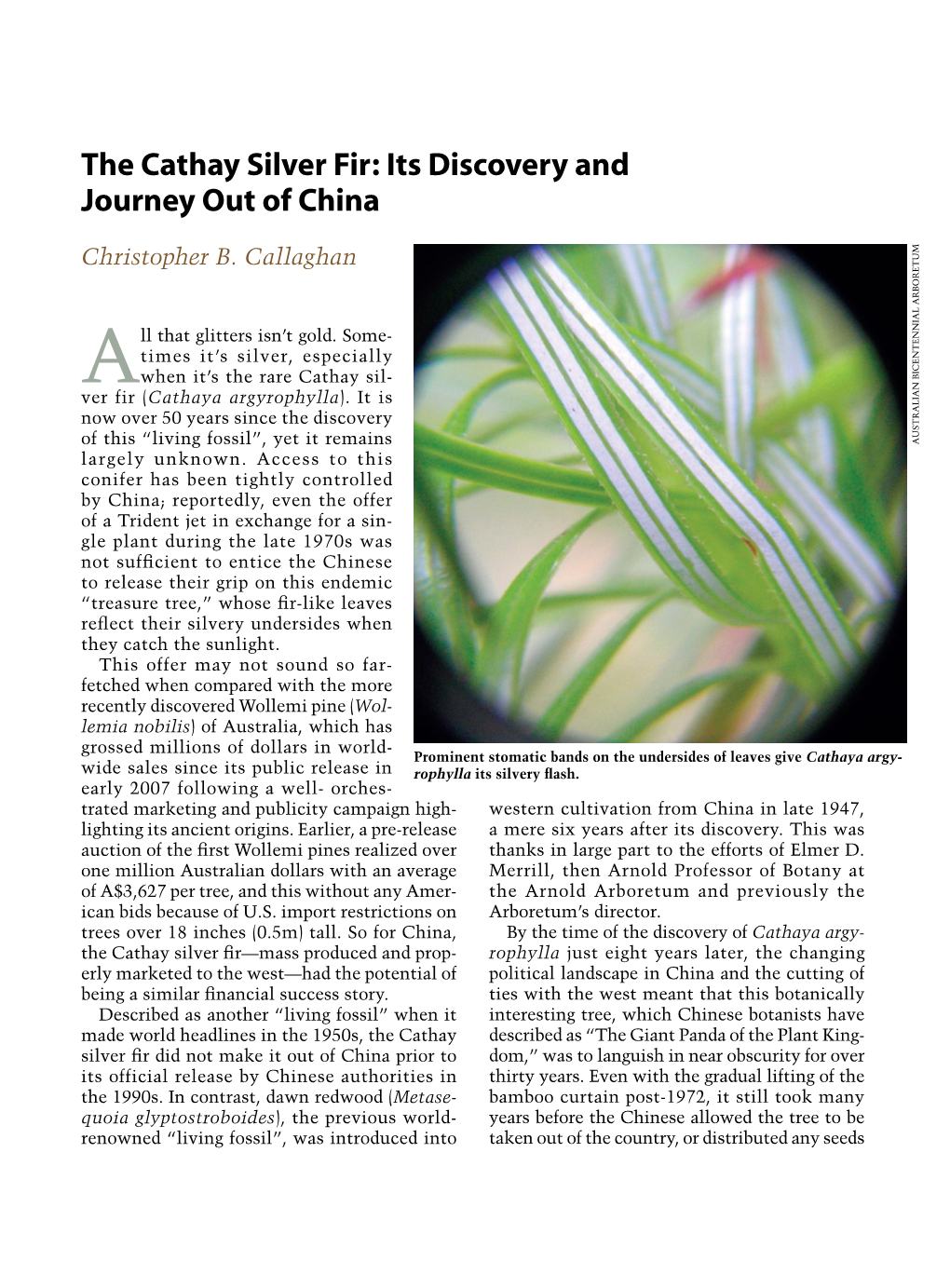 The Cathay Silver Fir: Its Discovery and Journey out of China