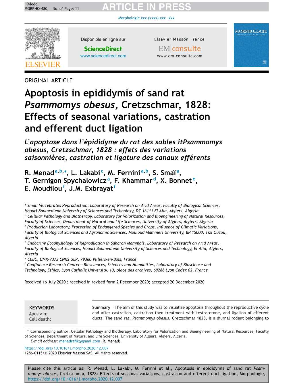 Apoptosis in Epididymis of Sand Rat Psammomys Obesus