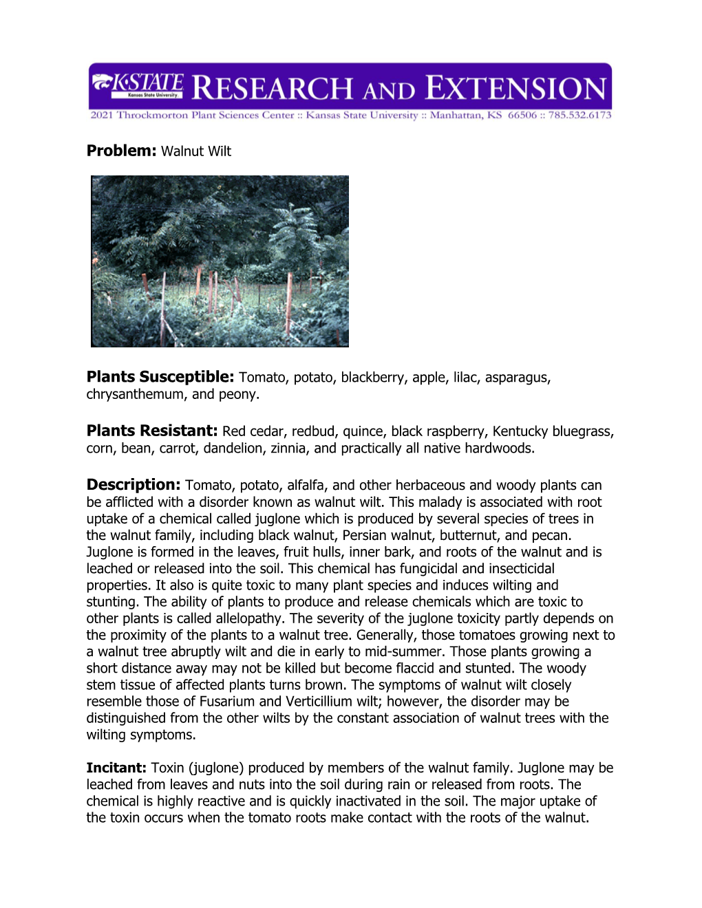 Problem: Walnut Wilt Plants Susceptible