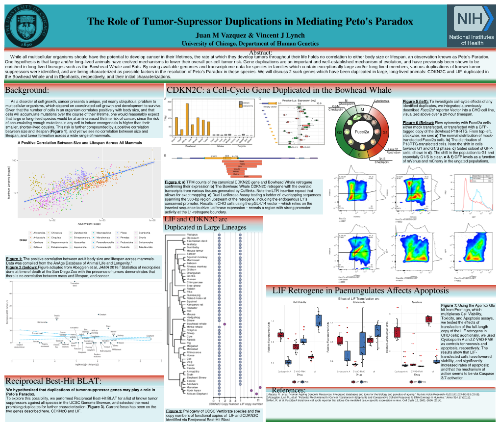 CDKN2C: a Cell-Cycle Gene Duplicated in the Bowhead Whale Background