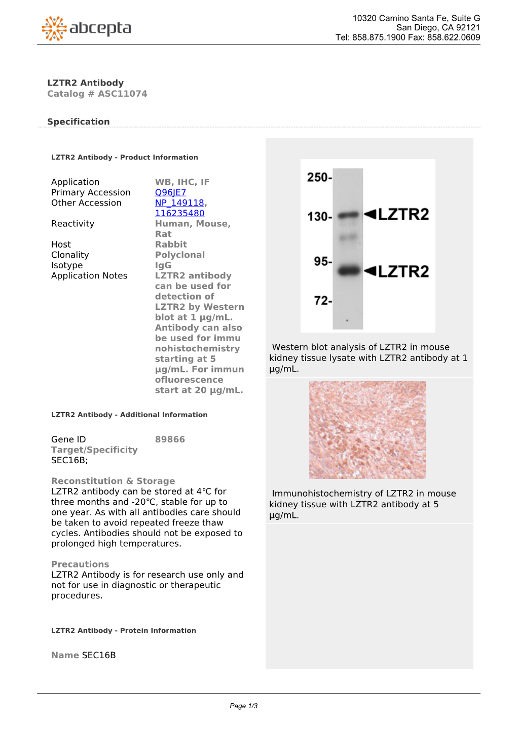 LZTR2 Antibody Catalog # ASC11074