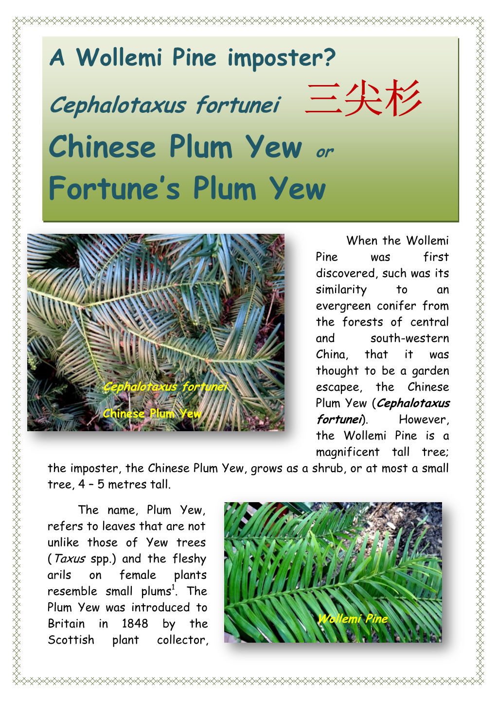 Chinese Plum Yew Or Fortune's Plum