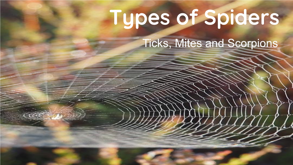 Types of Spiders