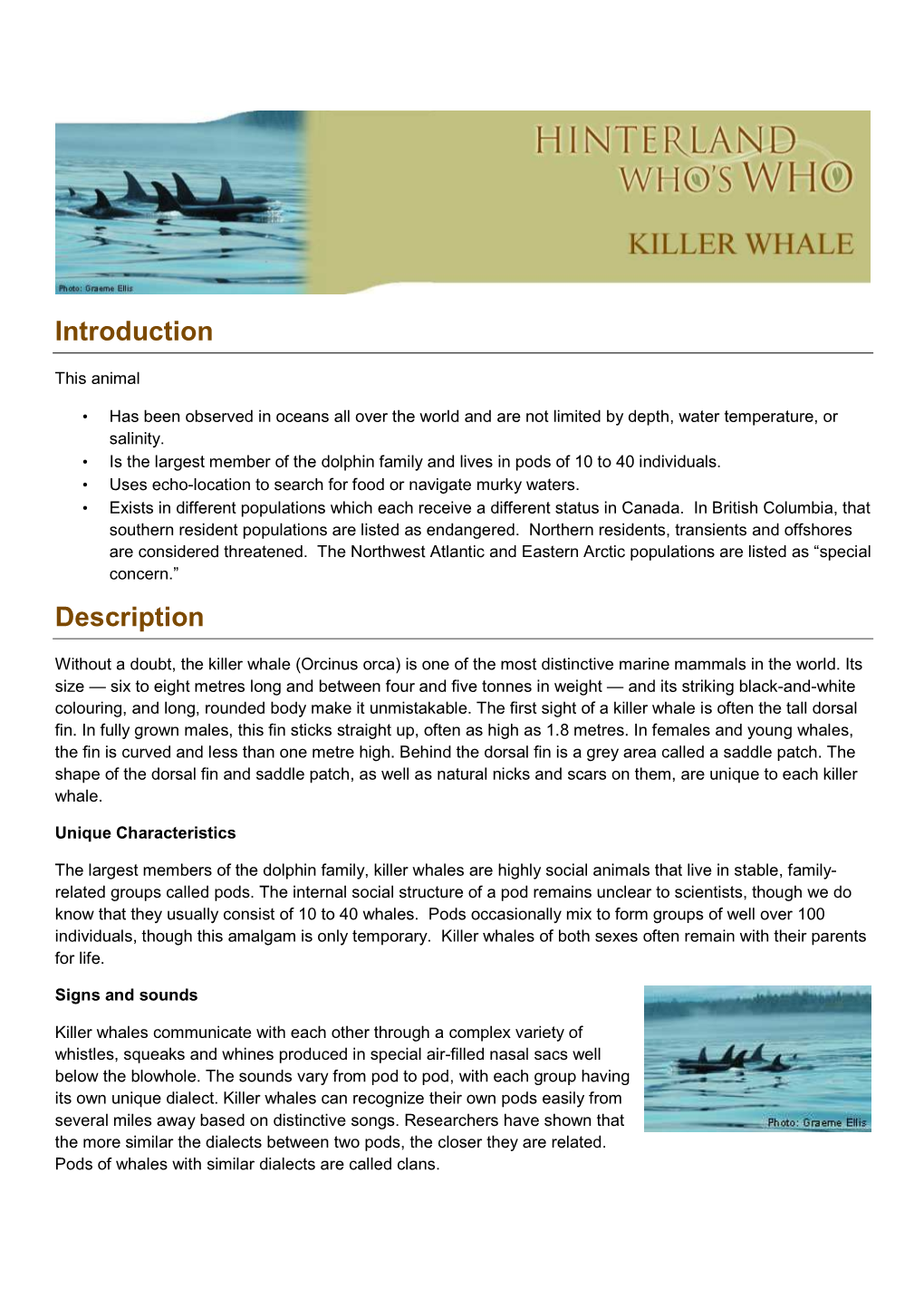 Killer-Whale-En.Pdf