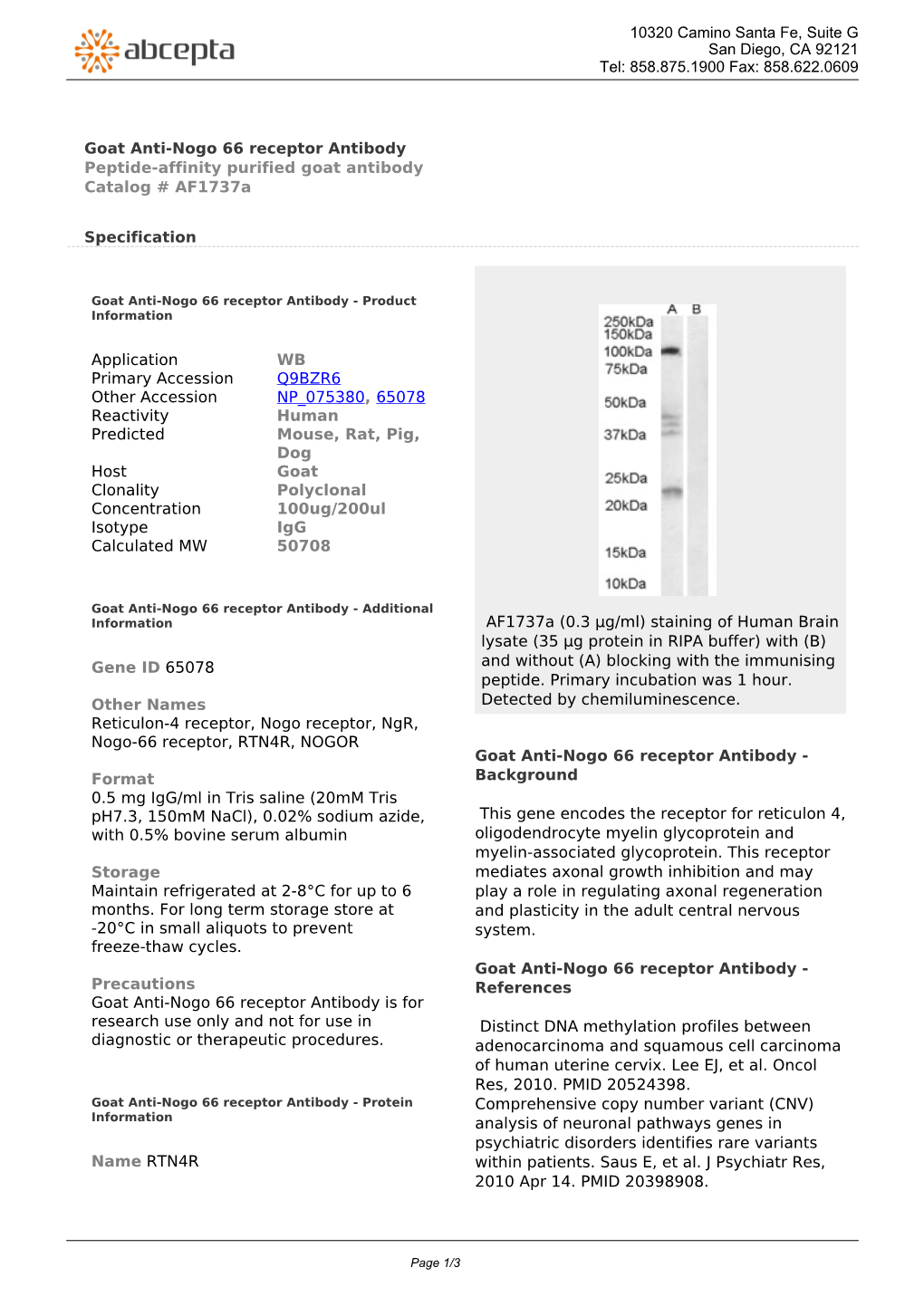 Goat Anti-Nogo 66 Receptor Antibody Peptide-Affinity Purified Goat Antibody Catalog # Af1737a