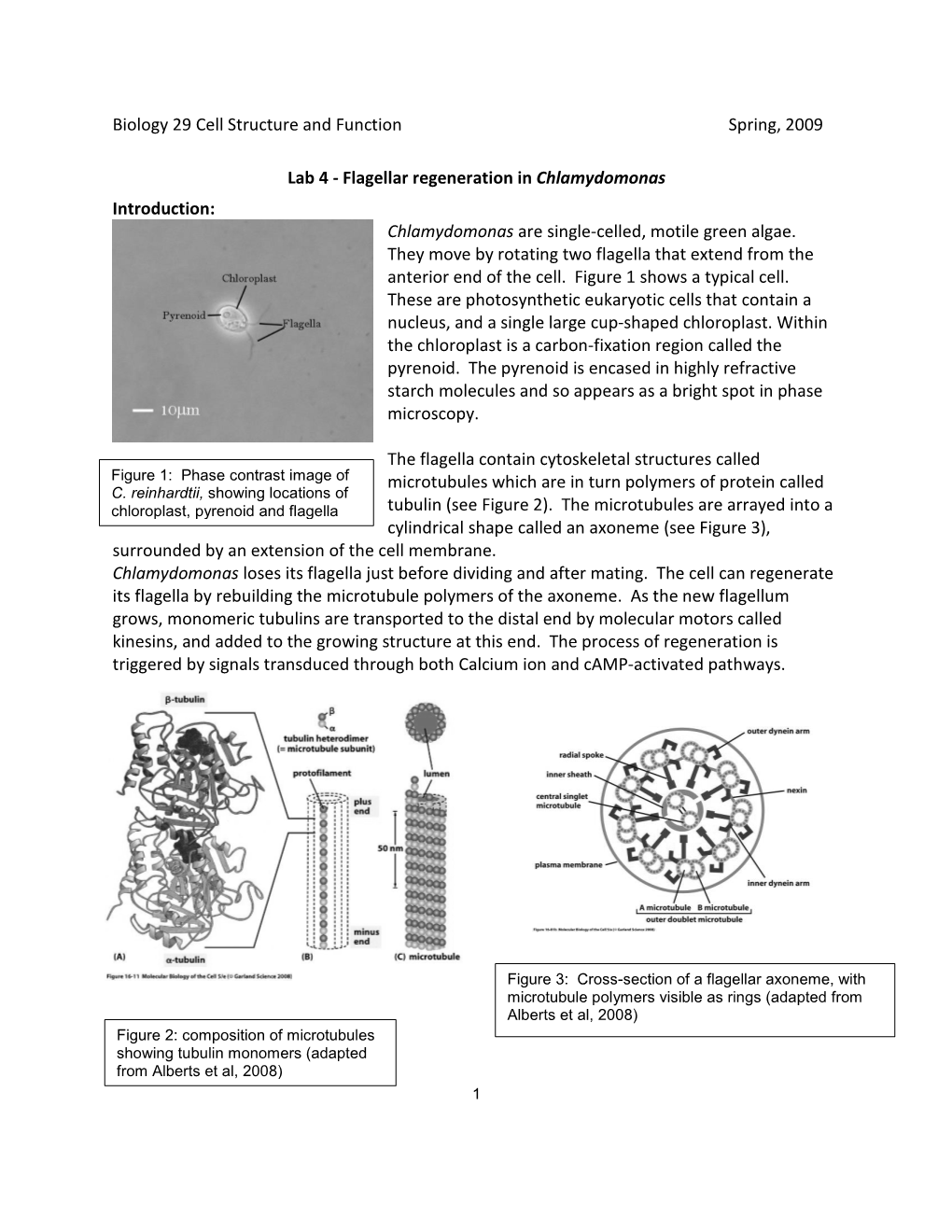 Flagellar Regeneration in Chlamydomonas Introduction: Chlamydomonas Are Single-Celled, Motile Green Algae